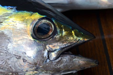 Yellowfin Tuna Head Ecos