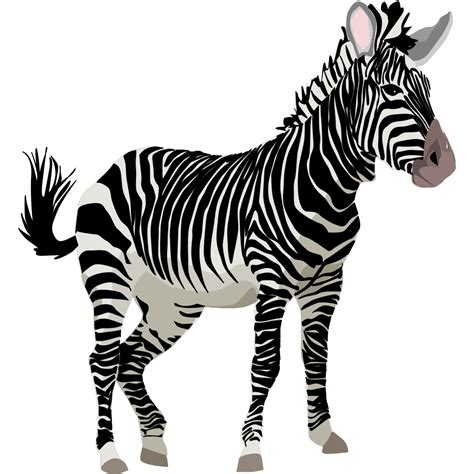 Zebra 3 Png Svg Clip Art For Web Download Clip Art Png Icon Arts