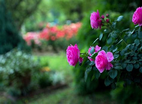 Pink Roses Flowers Blurred Flowers Roses Pink Blurred Hd Wallpaper