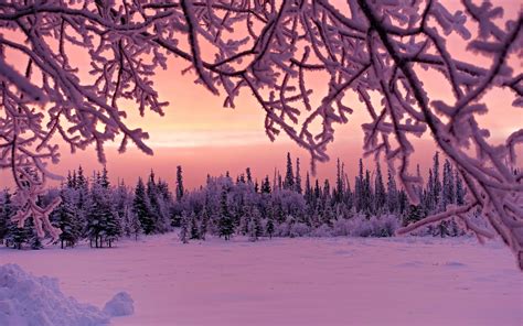Wallpaper Evening Sunset Winter Snow Forest Frost Tree Desktop