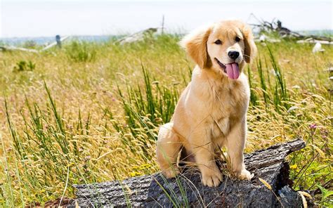 Golden Retriever Puppy Wallpapers Top Free Golden Retriever Puppy