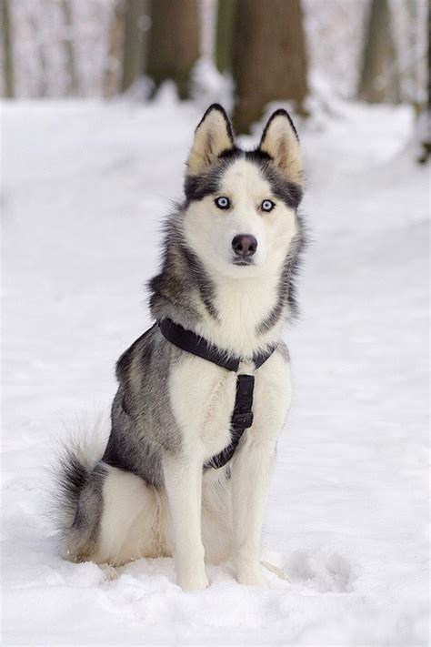 Gorgeous Siberian Husky In Snow ~ The Animals Planet