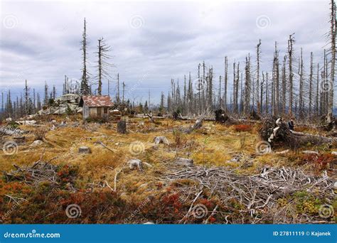 Devastated Šumava Forests By Bark Beetle Strong Winds And Soil Erosion