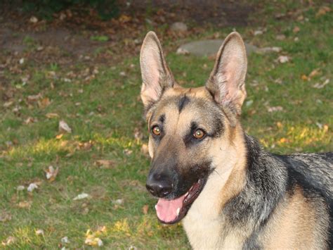 German Shepherd Free Stock Photo Public Domain Pictures