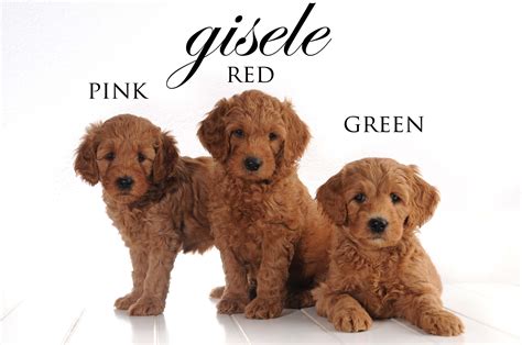 The puppy cut, also known as a teddy bear cut, is a standard, trimmed style that looks great and cute on many breeds of fluffy dogs, including the goldendoodle. Three of our beautiful Red Teddy Bear Goldendoodles!!! # ...