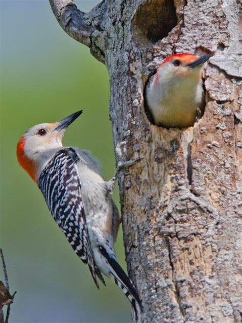 Bird Bio Red Bellied Woodpecker — The Wood Thrush Shop