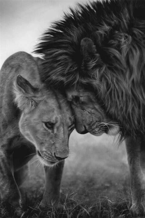 Male And Female Lion Animals Beautiful Animals Cute Animals