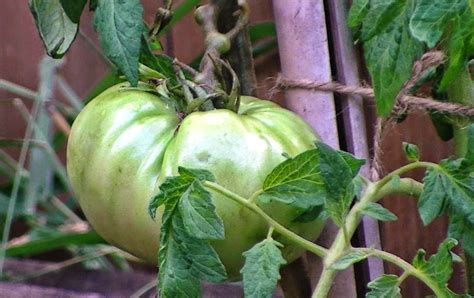 Vegetable Garden For The World Italian Tree Tomato Episode 2