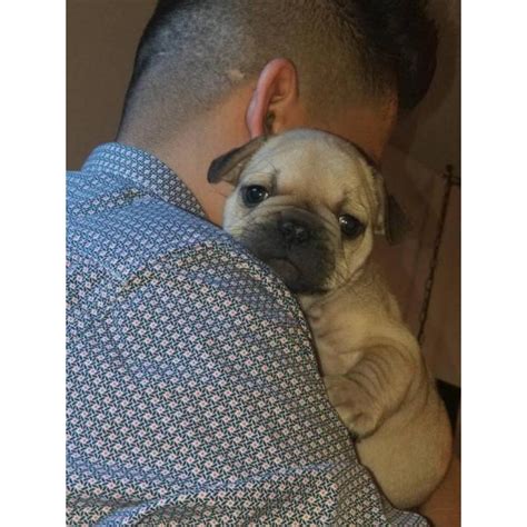 Quickly find the best offers for micro french bulldog for sale on newsnow classifieds. Micro French bulldog Lilac puppies for Sale in Irvine ...