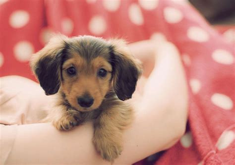 Puppy - Dogs Photo (34212463) - Fanpop