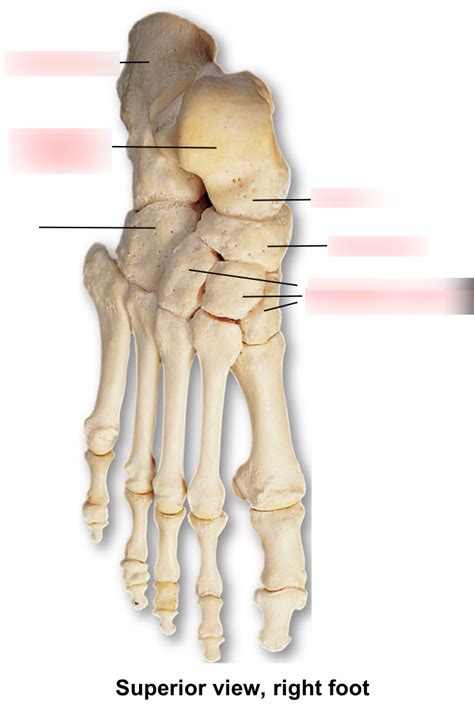 Tarsals Diagram Quizlet