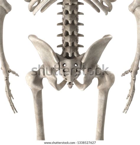 3d Render Male Skeleton Hips Stock Illustration 1338527627 Shutterstock