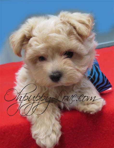 Since 1998, angel adoption has been providing expectant mothers from columbus. www.ohpuppylove.com- Dog Breeds,morkie, shorkie, maltipoo ...