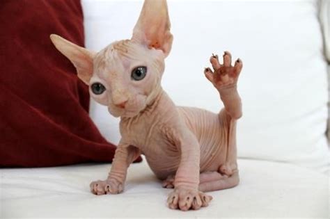 Pin By Kristin Rutledge On Hairless Cats ️ Pinterest