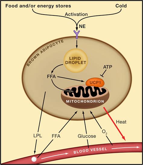 The Changed Metabolic World With Human Brown Adipose Tissue
