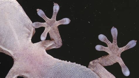Gecko Feet Inspire The New Age Strapless Brassier Technology Vista