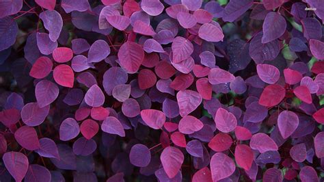 Purple Leaves Wallpapers Top Free Purple Leaves Backgrounds