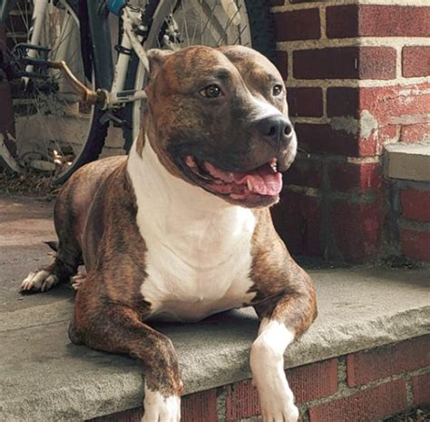 Pitbull Boxer Mix Boxer Dog Info And Health Tips