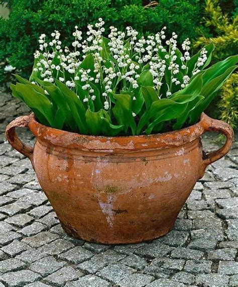 13 Brilliant Flower Pots Ideas For Your Garden With Images Plants Container Gardening