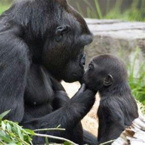 I Just Love This Photo So Much Gorilla Kissing The Baby Animals And