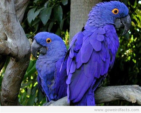 Blue Purple Macaw Anodorhynchus Hyacinthinus Is Native To Brazil