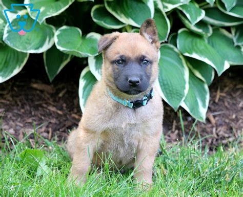 Check spelling or type a new query. Ryan | Belgian Malinois Mix, German Malinois, German ...
