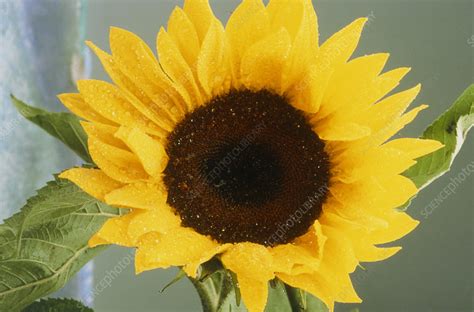 Head Of A Sunflower Stock Image B7600332 Science Photo Library