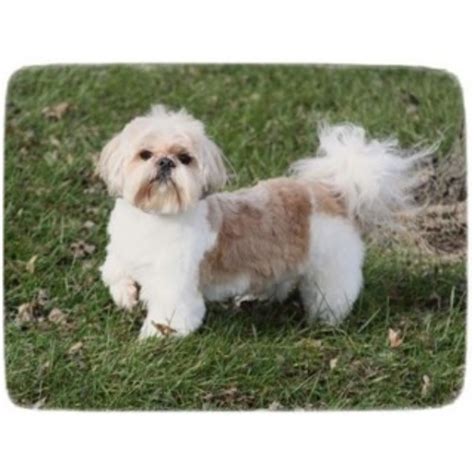 This puppy is for adoption indiana view/post dogs for adoption in indiana on rescue me! Shih Tzu breeders in Indiana | FreeDogListings