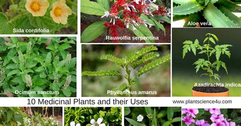 Medicinal Plants And Their Uses With Pictures And