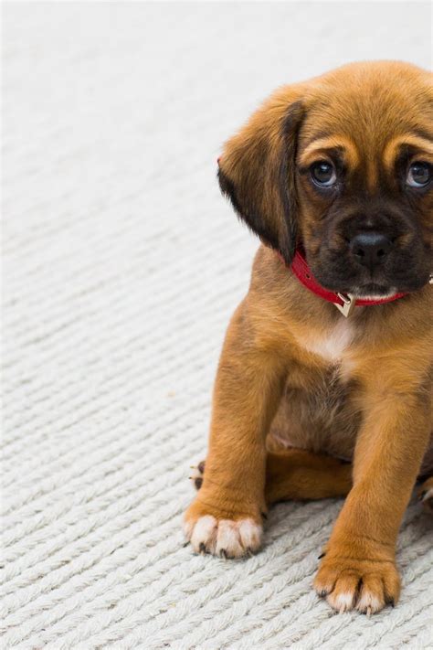 250 Interesting Puppy Photos · Pexels · Free Stock Photos