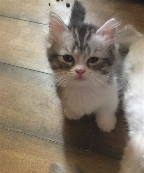 Munchkin cats & kittens in uk. Munchkin Cats For Sale | Columbus, GA #197498 | Petzlover