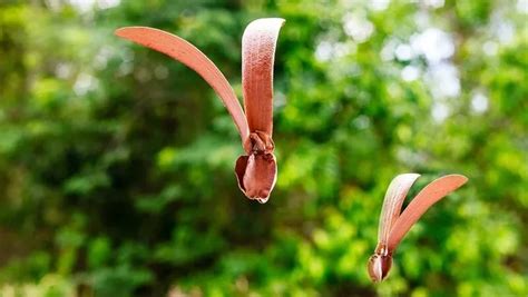 How To Get Rid Of Maple Tree Helicopters The Garden Bug Detroit