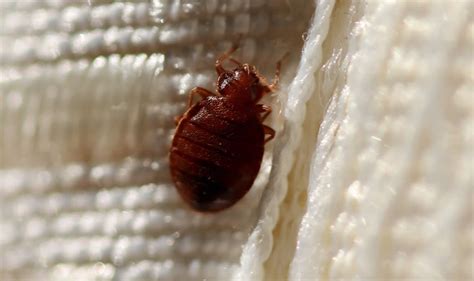 Bed Bug Control The Best Pest Exterminators