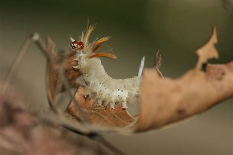 Free Photo Caterpillar Fuzzy Wooly Worm White Orange Macro Hippopx