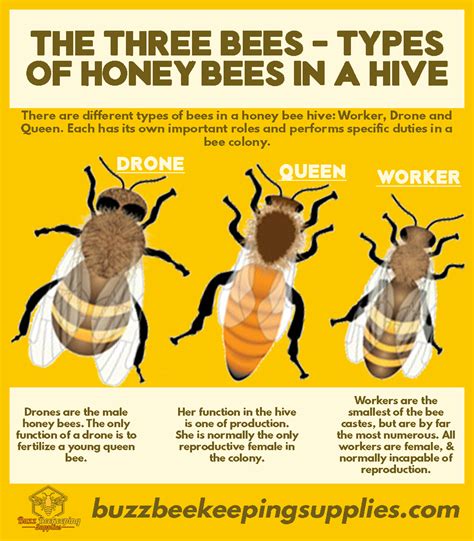 The Three Bees Types Of Honey Bees In A Hive Types Of Honey Bees