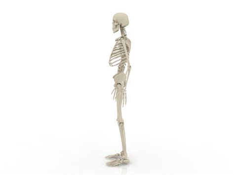 Human Skeleton 3d Model Download For Free