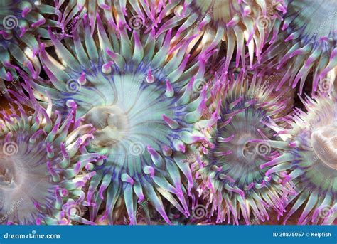 Sea Anemones Royalty Free Stock Photography Image 30875057