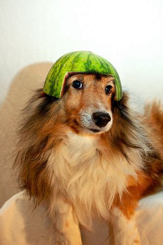 Watermelon Head Watermelon Head Really Cute Dogs Cute Dogs