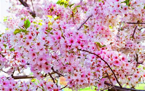 20 Gambar Bunga Sakura Di Jepang ~