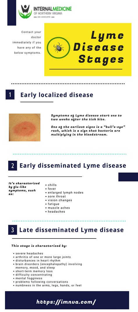 Lyme Disease Stages Imnva Lyme Disease Working Group