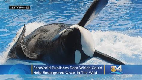 Seaworld Publishes Data Which Could Help Endangered Orcas In The Wild