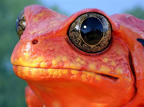 Red Frog Wallpapers And Images Wallpapers Pictures Photos