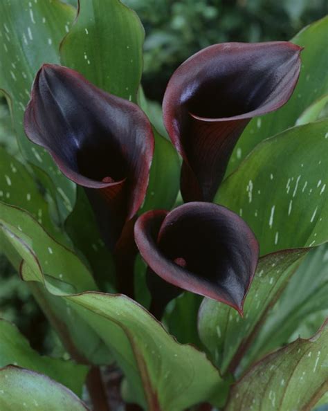 Top 10 Black Flowers And Plants To Add Drama To Your Garden Calla