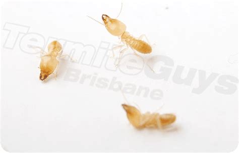 Termite Control And Management Solutions Brisbane Termite Guys