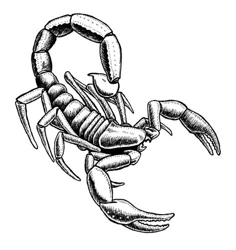 Scorpion Pencil Drawing Free Download On Clipartmag