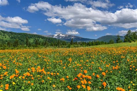 Mountains Meadow Flowers Orange Summer Stock Image Image Of Ecology