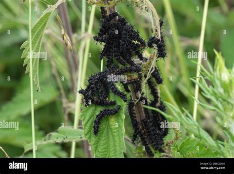 Nettle Rash High Resolution Stock Photography And Images Alamy
