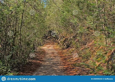 Hiking Trail Through A Sunny Forest In The Portuguese Countryside Stock