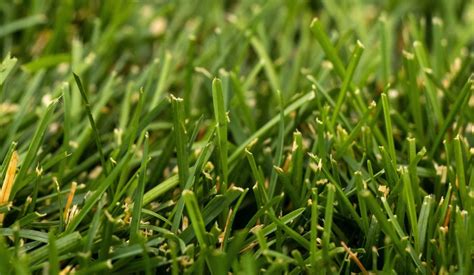 How To Pick Utah Specific Grass And Plants Stewarts Lawn