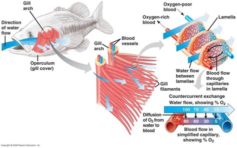 Bony And Cartilaginous Fish Types Characteristics And More